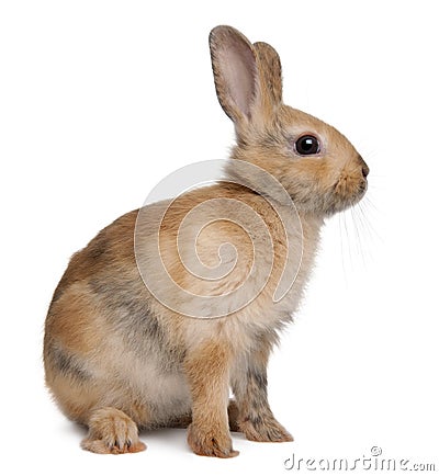 European Rabbit, Oryctolagus cuniculus Stock Photo