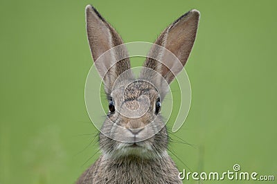 European rabbit (Oryctolagus cuniculus) Stock Photo
