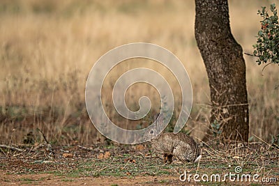 European Rabbit - Oryctolagus cuniculus, cute small mammal Stock Photo