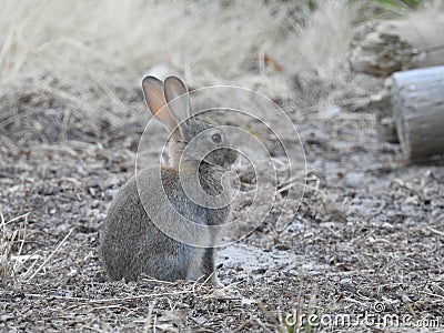 European Rabbit Sitting Peacefully Stock Photo