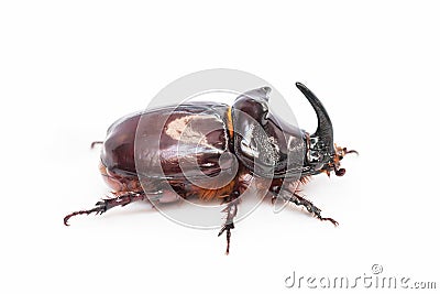 The European rhinoceros beetle is a large flying beetle Stock Photo