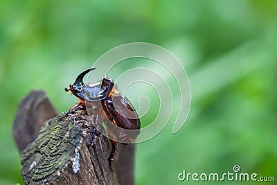 The European rhinoceros beetle is a large flying beetle Stock Photo