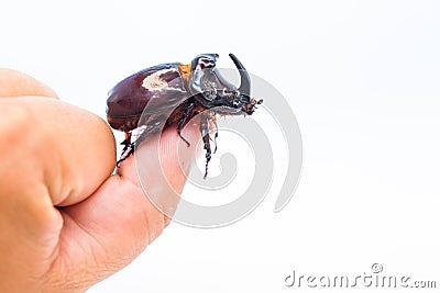 The European rhinoceros beetle is a large flying beetle Stock Photo