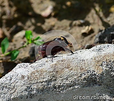 European rhinoceros beetle Stock Photo