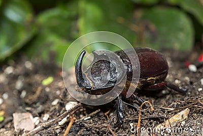 European rhinoceros beetle Stock Photo