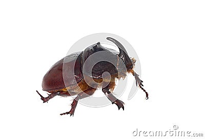 European rhinoceros beetle. Stock Photo