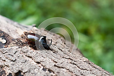 The European rhinoceros beetle on a tree Stock Photo