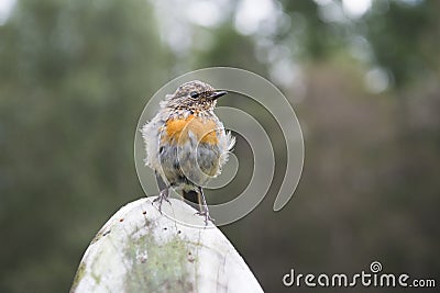 European robin Stock Photo