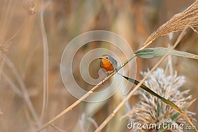 European robin (Erithacus rubecula) Stock Photo