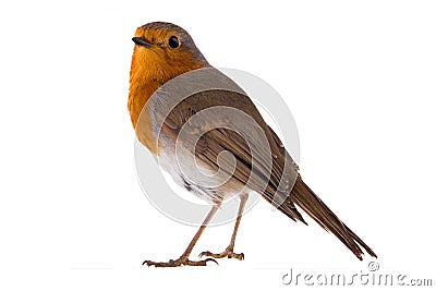 European robin Erithacus rubecula Stock Photo