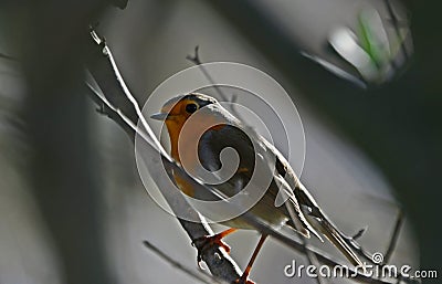 The European robin, Erithacus rubecula, insectivorous passerine bird Stock Photo