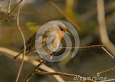 European robin - Erithacus rubecula Stock Photo