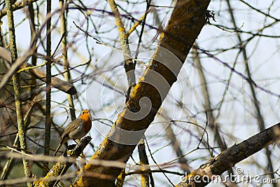 European robin Erithacus rubecula singing Stock Photo