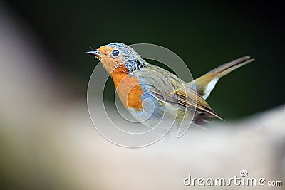 The European robin Erithacus rubecula sitting on the dry trunk. A young robin stands on a trunk with a blurred foreground Stock Photo