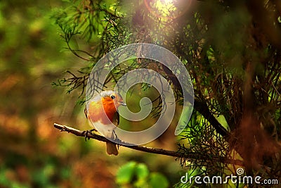 European Robin Stock Photo