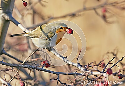 European robin with a hawthorn berries in its beak Stock Photo