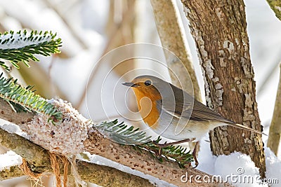 European robin redbreast bird perching near homemade bird feeder Stock Photo