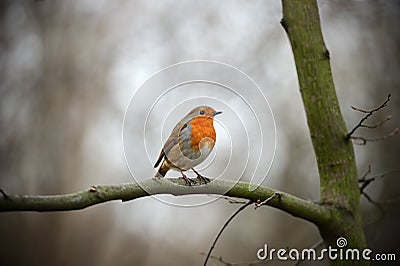 European Robin Redbreast perching on a branch Stock Photo