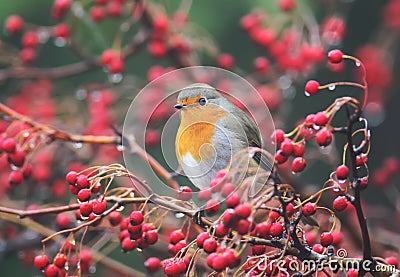 European robin sits on a hawthorn bush Stock Photo