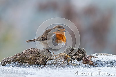 European robin on the snowy ground Stock Photo