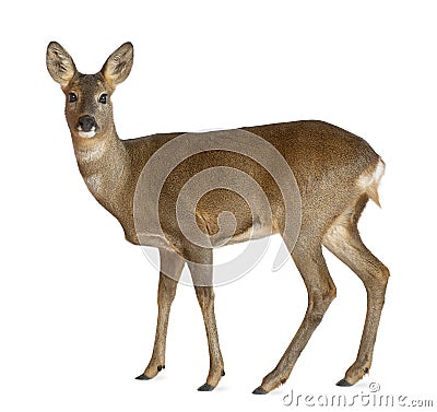 European Roe Deer, Capreolus capreolus Stock Photo