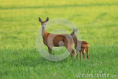 European roe deer, Capreolus capreolus, in green meadow. Doe and fawn standing in grass and grazing. Wild animals in nature Stock Photo