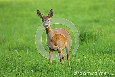 European roe deer, Capreolus capreolus, in green meadow. Doe standing in grass and grazing. Wild animal in natural habitat Stock Photo