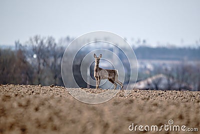 European roe deer near village europe wildlife Stock Photo