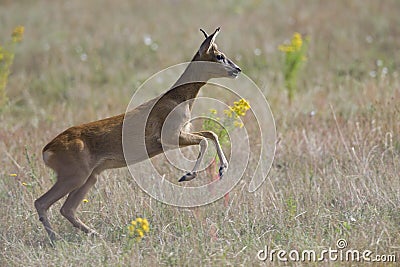 An European roe deer running in a field in the heat of the day time in Brandenburg Berlin. Stock Photo