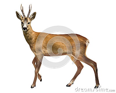 European roe deer, wild goat, CapreÃ³lus Cartoon Illustration