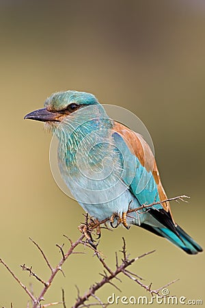 European roller Stock Photo