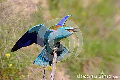 European roller (coracias garrulus) outdoor Stock Photo