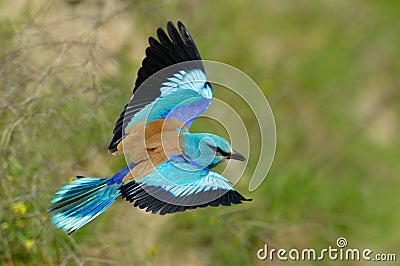 European roller (coracias garrulus) outdoor Stock Photo