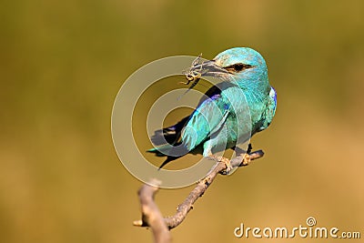 The European roller Coracias garrulus sitting on a branch in its beak and locust, portrait. A large blue bird sitting on a Stock Photo