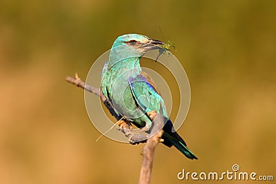 The European roller Coracias garrulus sitting on a branch in its beak and locust, portrait. A large blue bird sitting on a Stock Photo