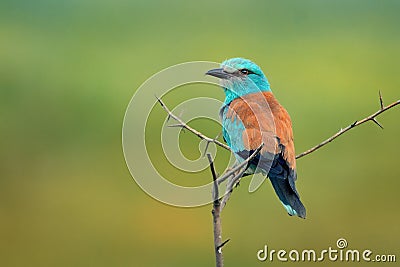 European Roller - Coracias garrulus sitting on the branch and looking for the food Stock Photo