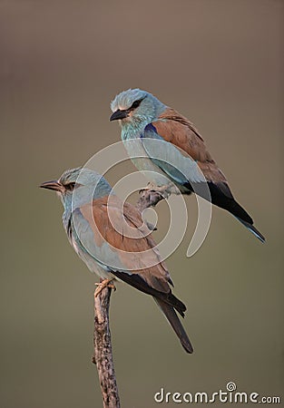 European roller, Coracias garrulus, Stock Photo