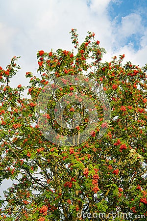 European rowan tree - Sorbus aucuparia - with lots of ripe orange red berries. Stock Photo