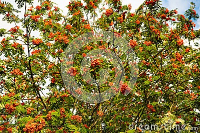 European rowan tree - Sorbus aucuparia - with lots of ripe orange red berries. Stock Photo