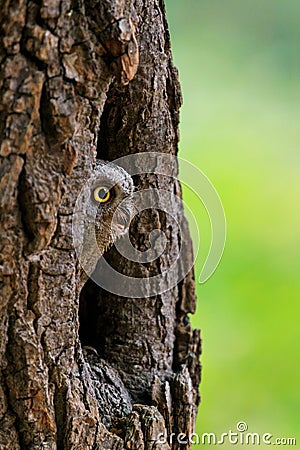 European scops owl, Otus scops, hidden in tree hole at sunrise. Small owl peeks out from trunk showing big yellow eyes. Stock Photo