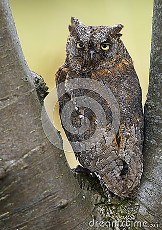 European Scops Owl (Otus scops Stock Photo