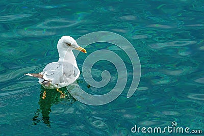 European seagull floating on Adriatic sea water in Kvarner gulf Stock Photo