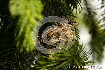 European Serin Stock Photo