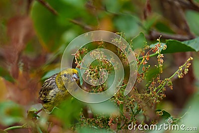 European serin bird perched on a tree branch Stock Photo