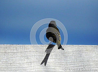 Back of european serin Stock Photo