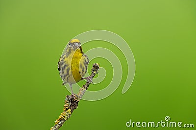 European serin Stock Photo