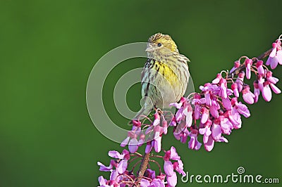 European serin Stock Photo