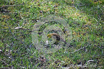 European serin searching for food Stock Photo