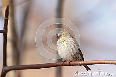 European Serin - Serinus serinus in the forest Stock Photo