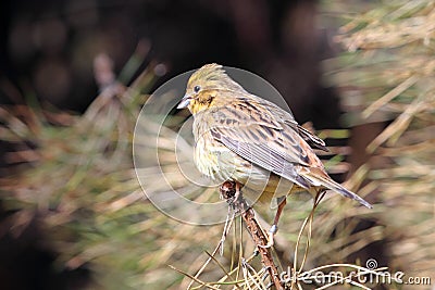 European serin Stock Photo